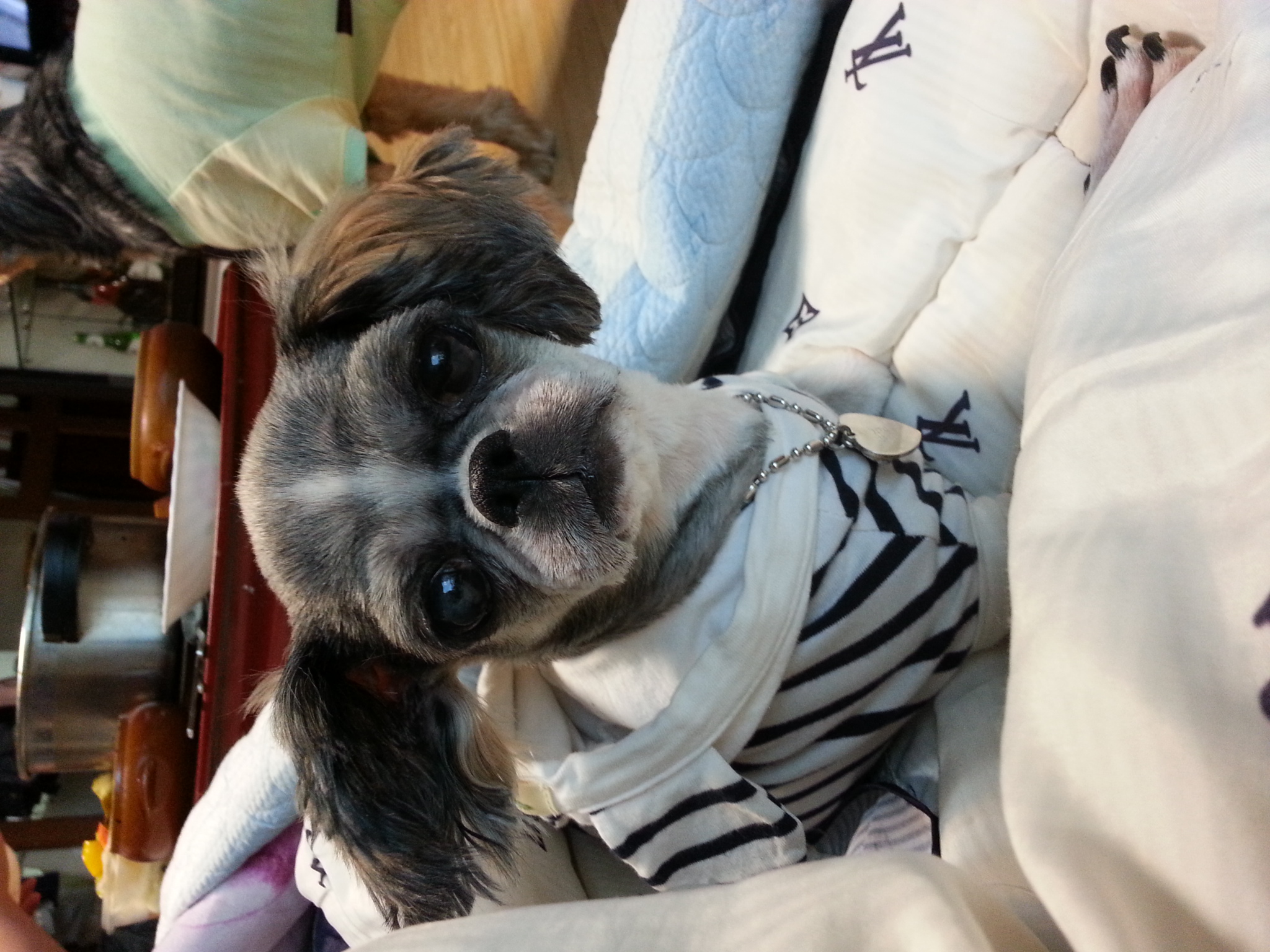 울집 녀석과 임보견들 근황