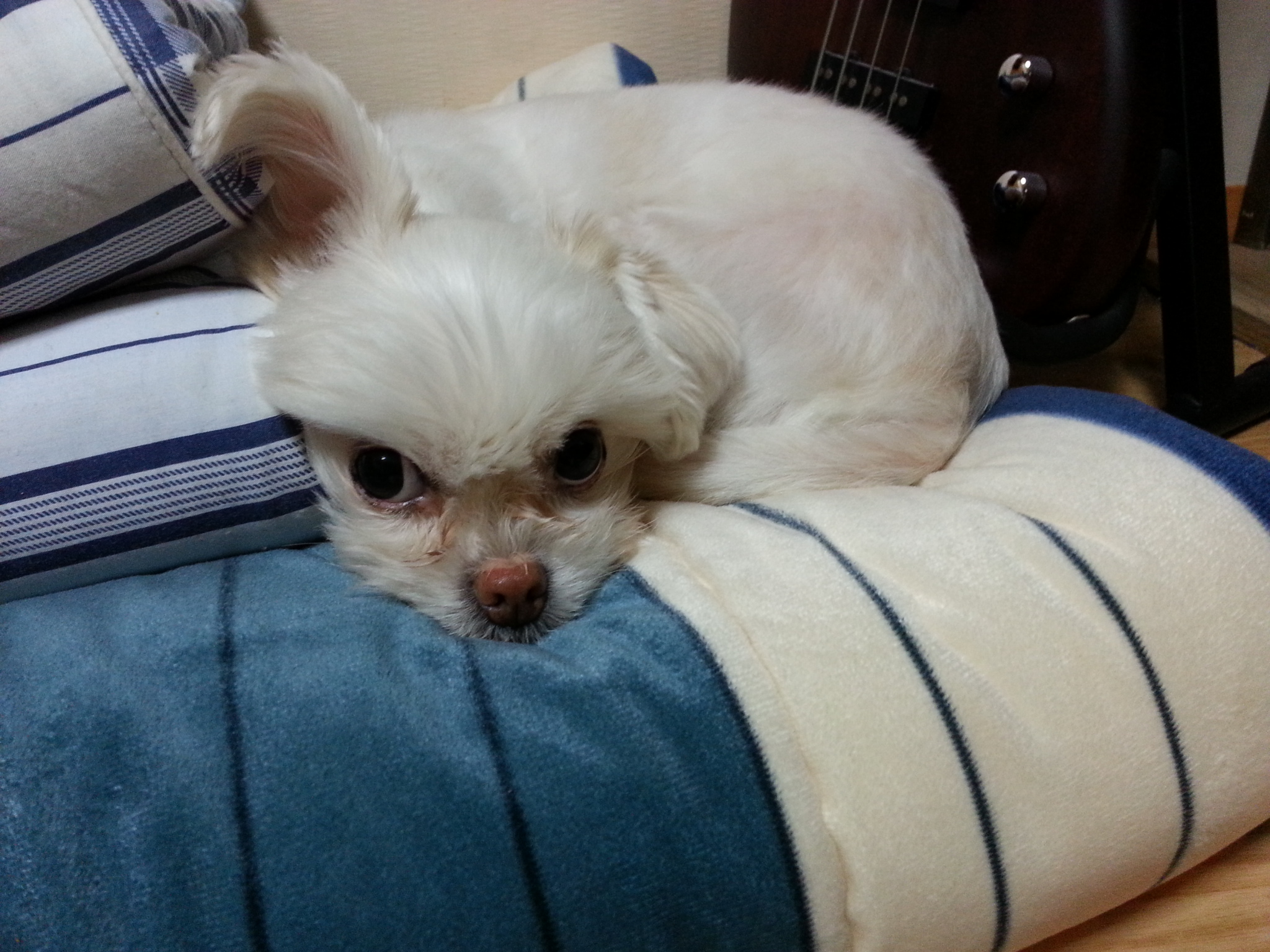 울집 녀석과 임보견들 근황