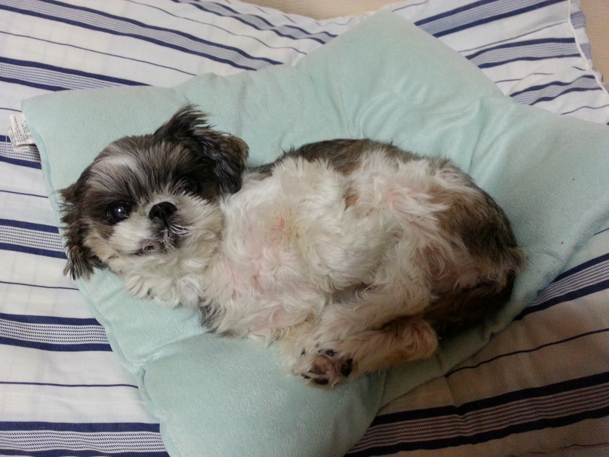 울집 녀석과 임보견들 근황