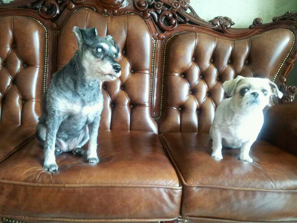 가가이 하기에 너무 먼 두 공주님