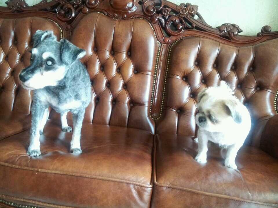 가가이 하기에 너무 먼 두 공주님