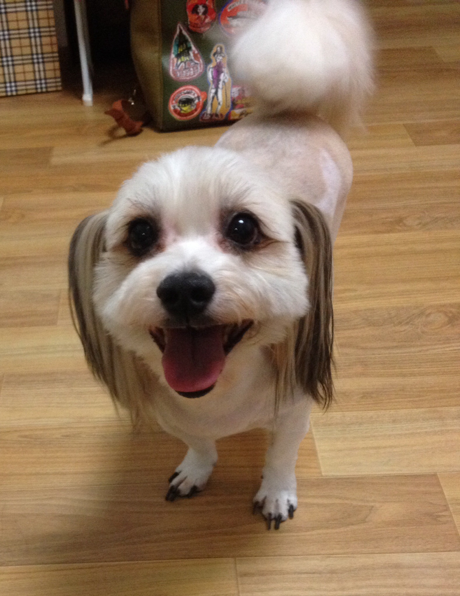 열매 미용했어요~~~