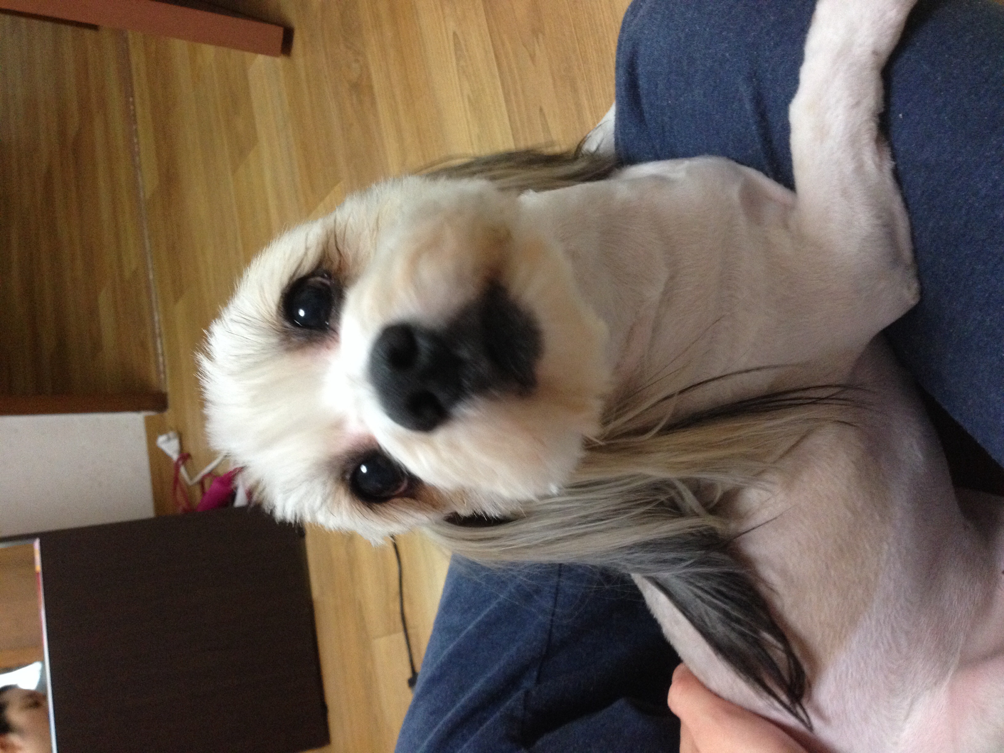 열매 미용했어요~~~