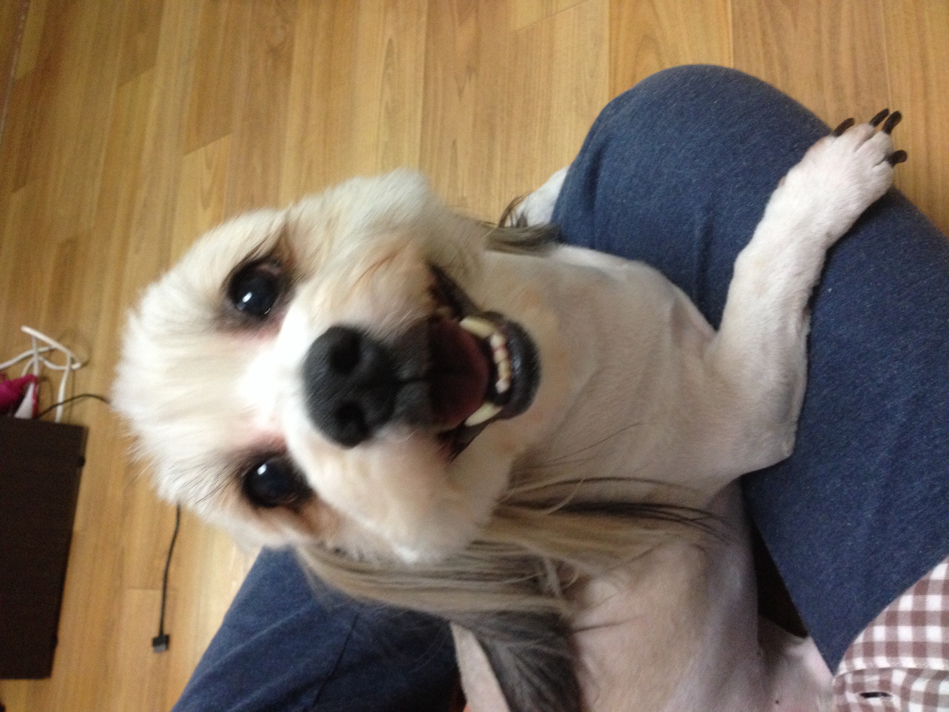 열매 미용했어요~~~