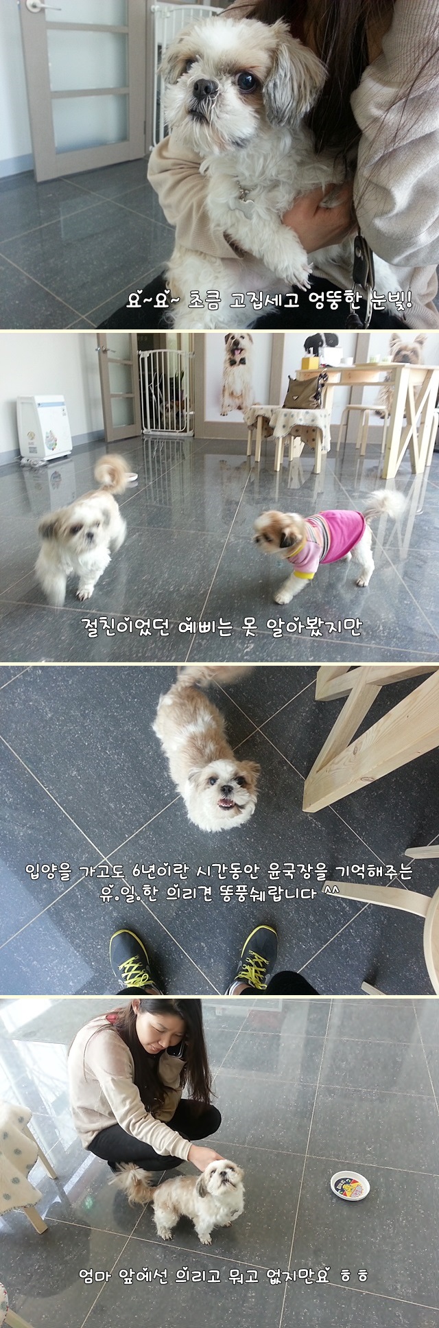 센터에 찾아 온 반가운 입양견 똥 풍쉐~~~~