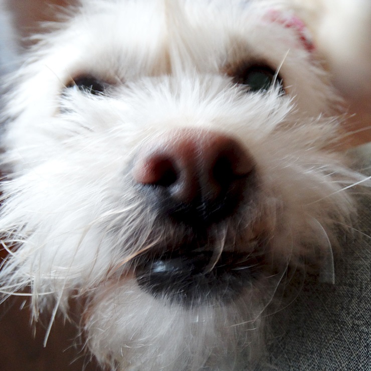 보리와 나온이 첫 입양 후기 