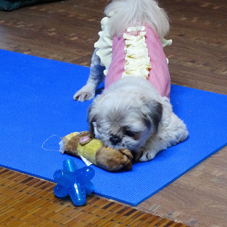 보리와 나온이 첫 입양 후기 