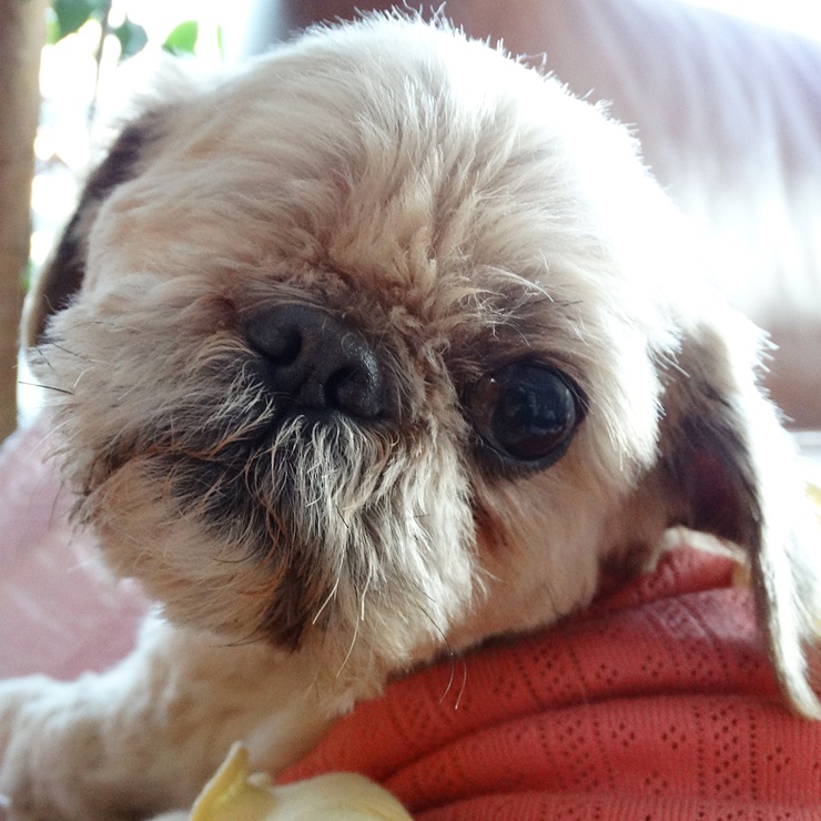 보리와 나온이 첫 입양 후기 