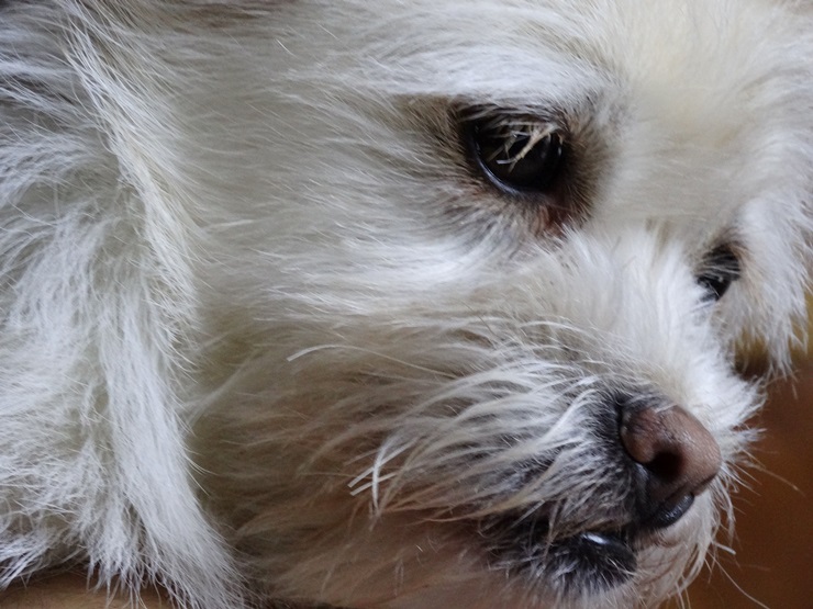 보리와 나온이 첫 입양 후기 