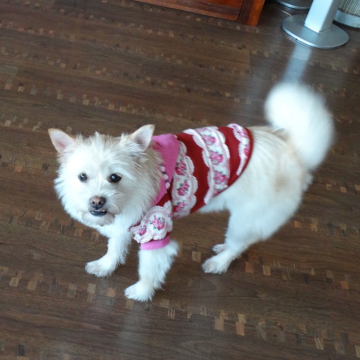 보리와 나온이 첫 입양 후기 