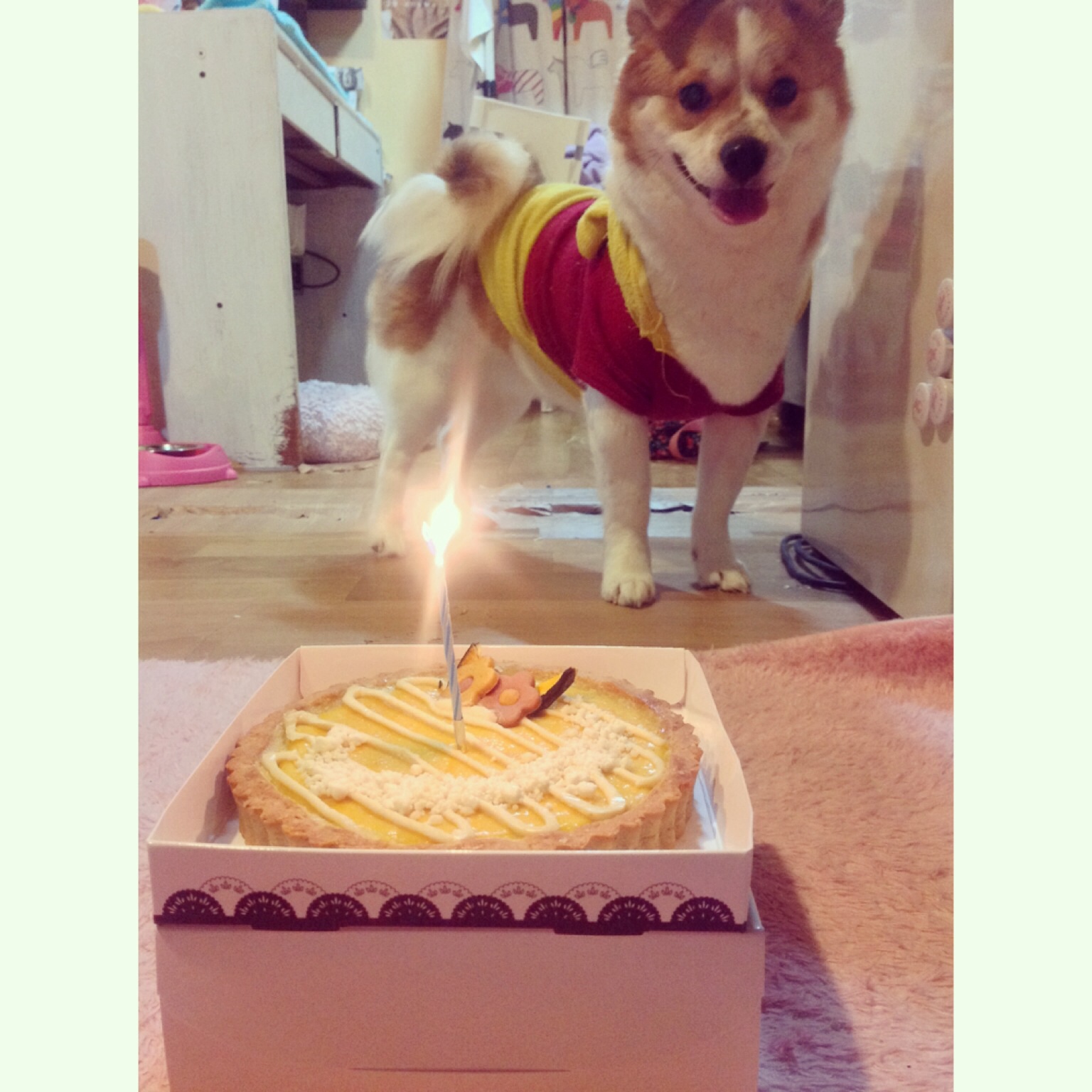 한 살 된 돼지 왔어요!