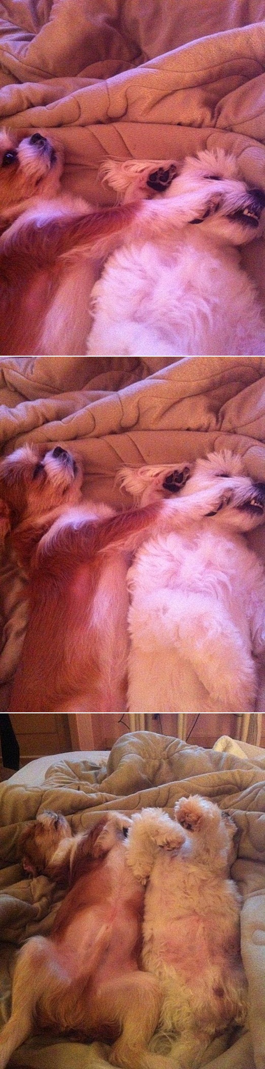 렌지는 잘 있어요. 