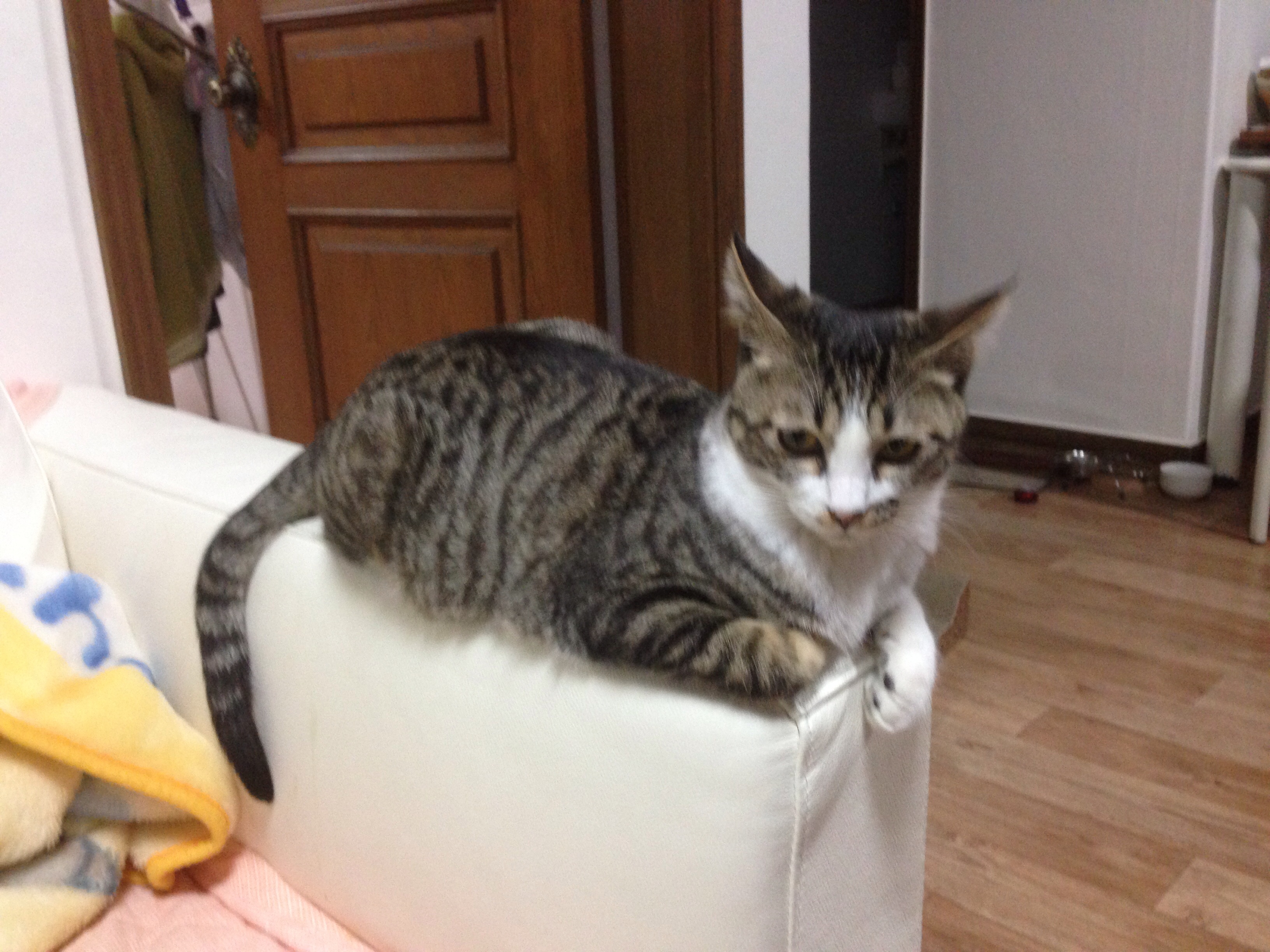 호야 눈 다 나았어요