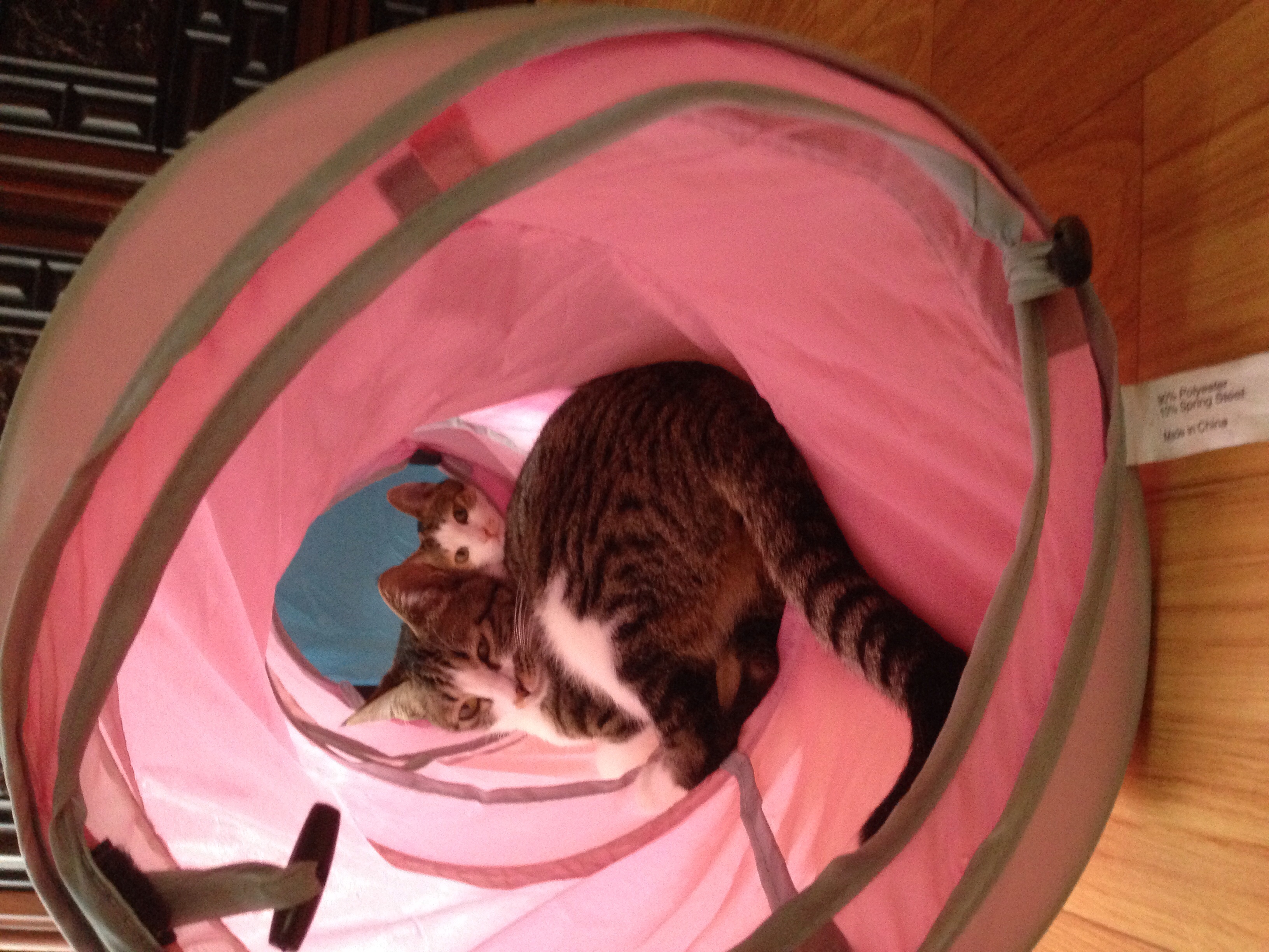 호야 눈 다 나았어요