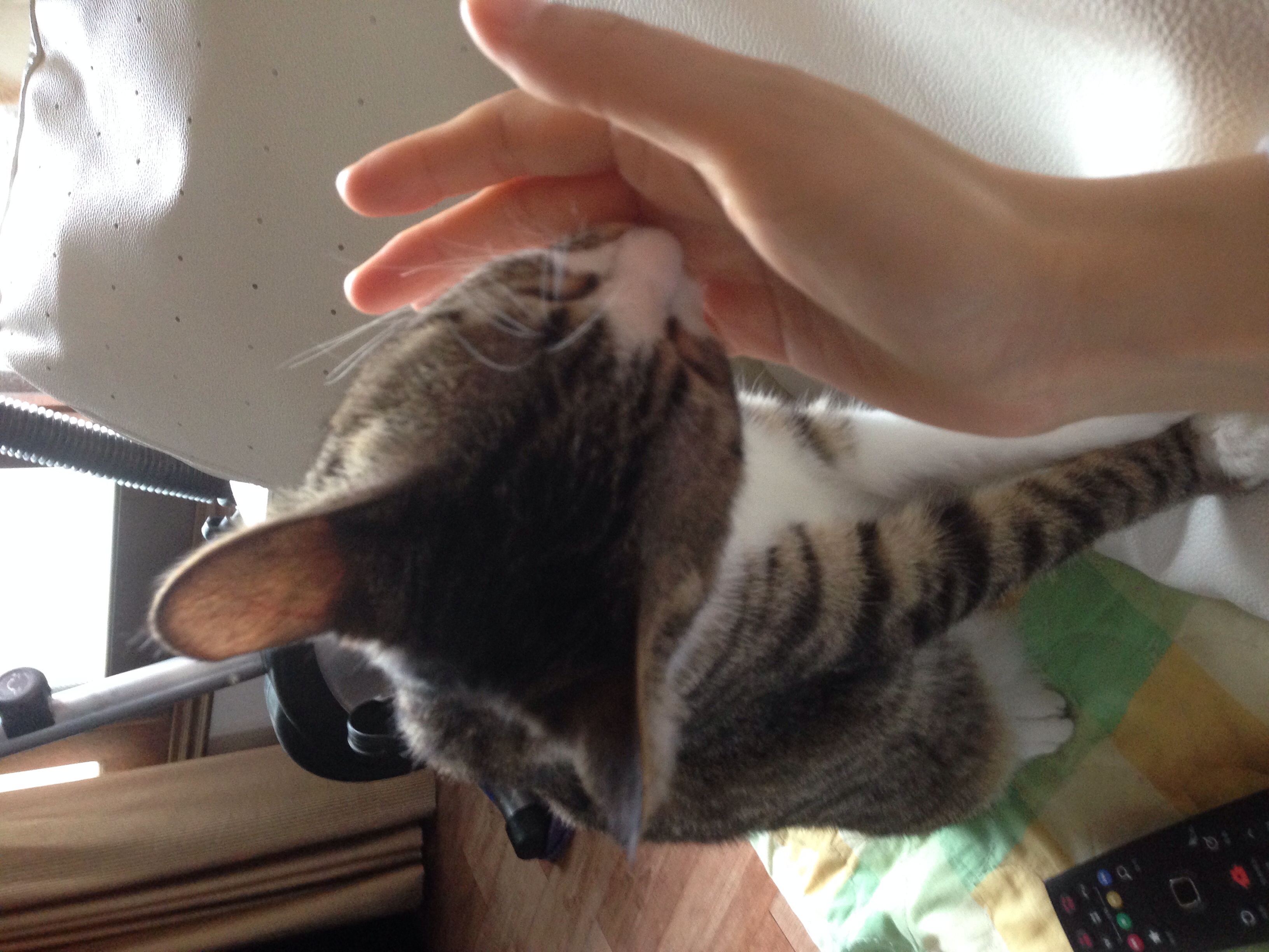 호야 눈 다 나았어요