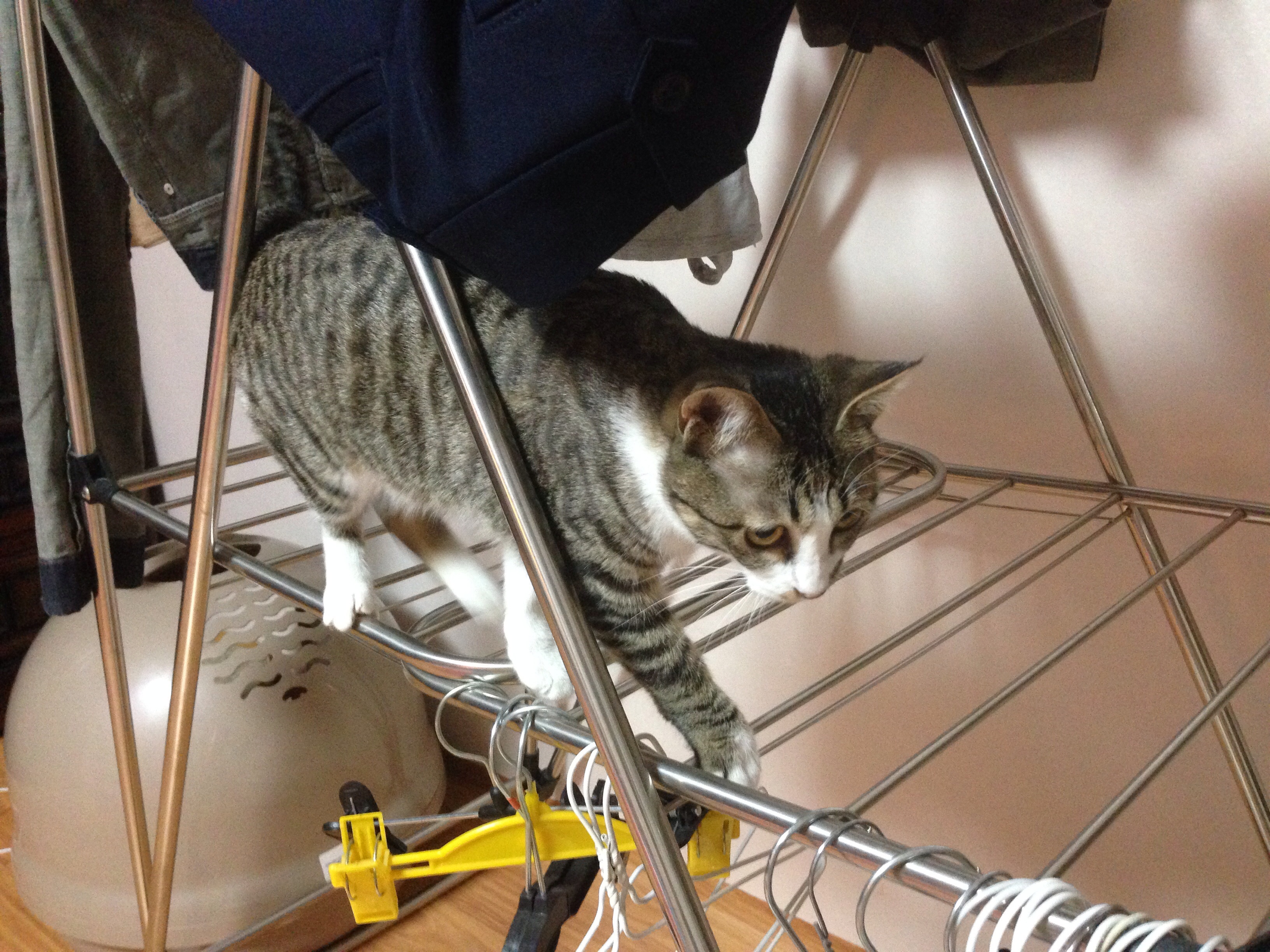 호야 눈 다 나았어요