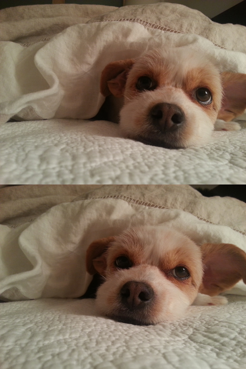 오랜만이에요~:) 뚱순이