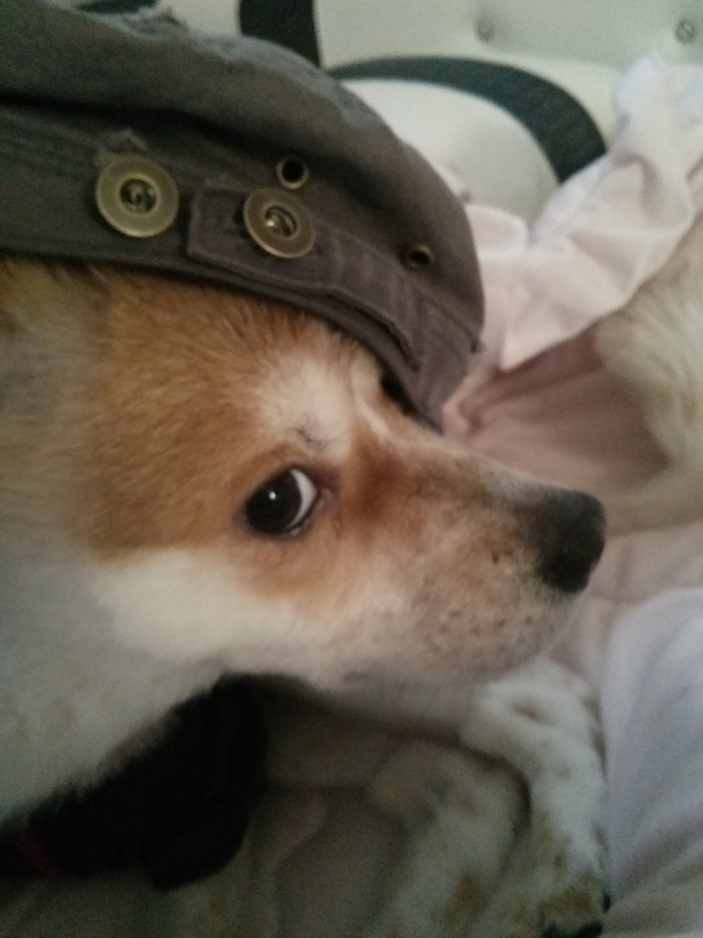 아주 오랜만에 들른 뚱순이 딸 ,,아지입니다 ^^