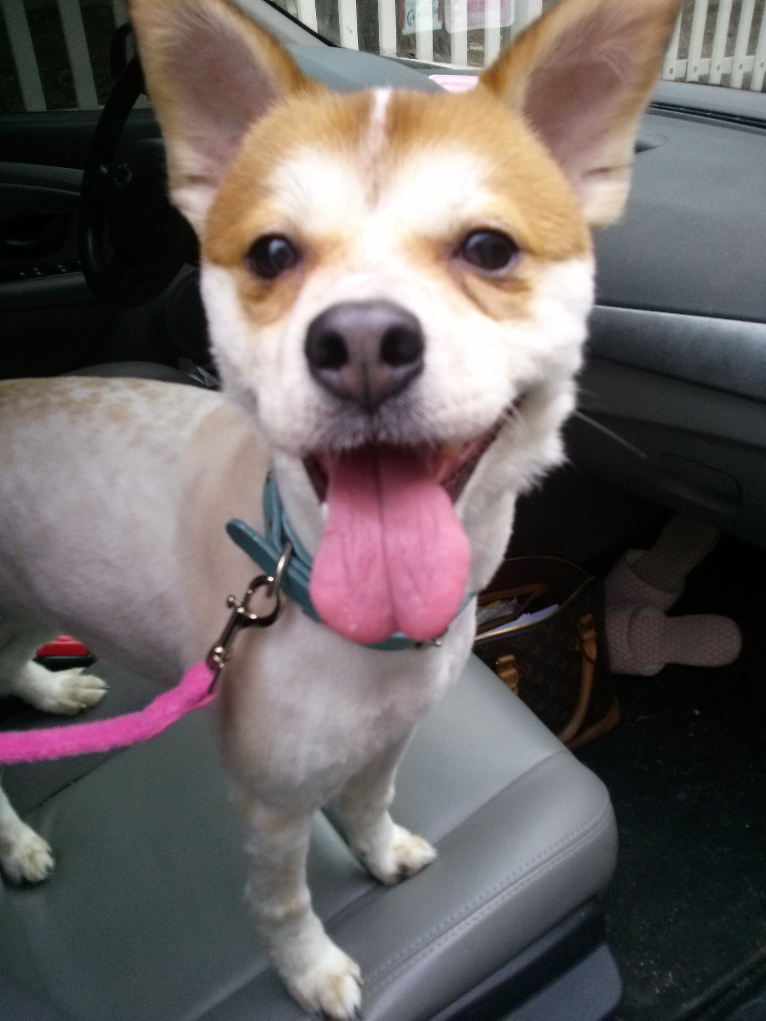 아주 오랜만에 들른 뚱순이 딸 ,,아지입니다 ^^