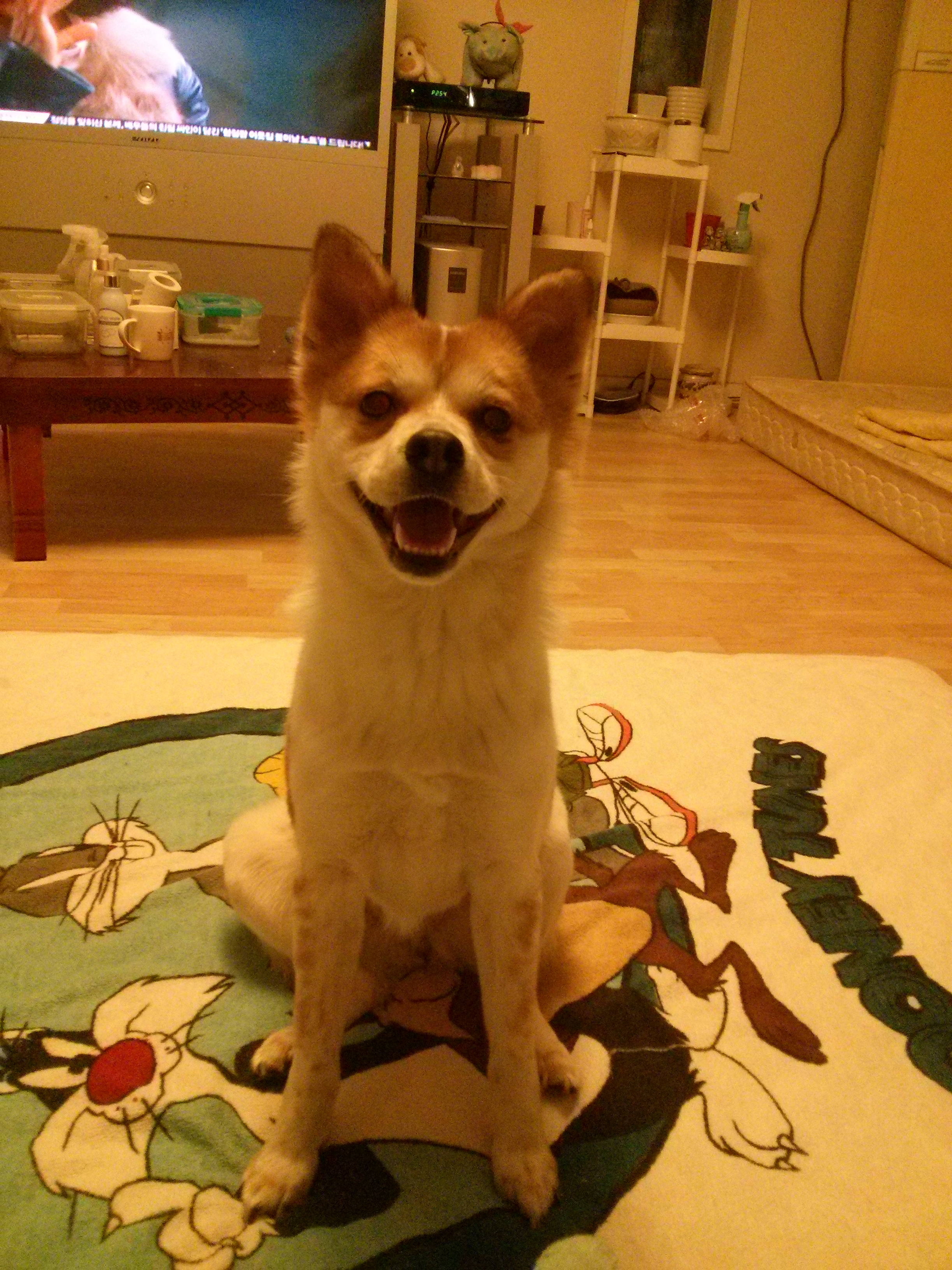 아주 오랜만에 들른 뚱순이 딸 ,,아지입니다 ^^