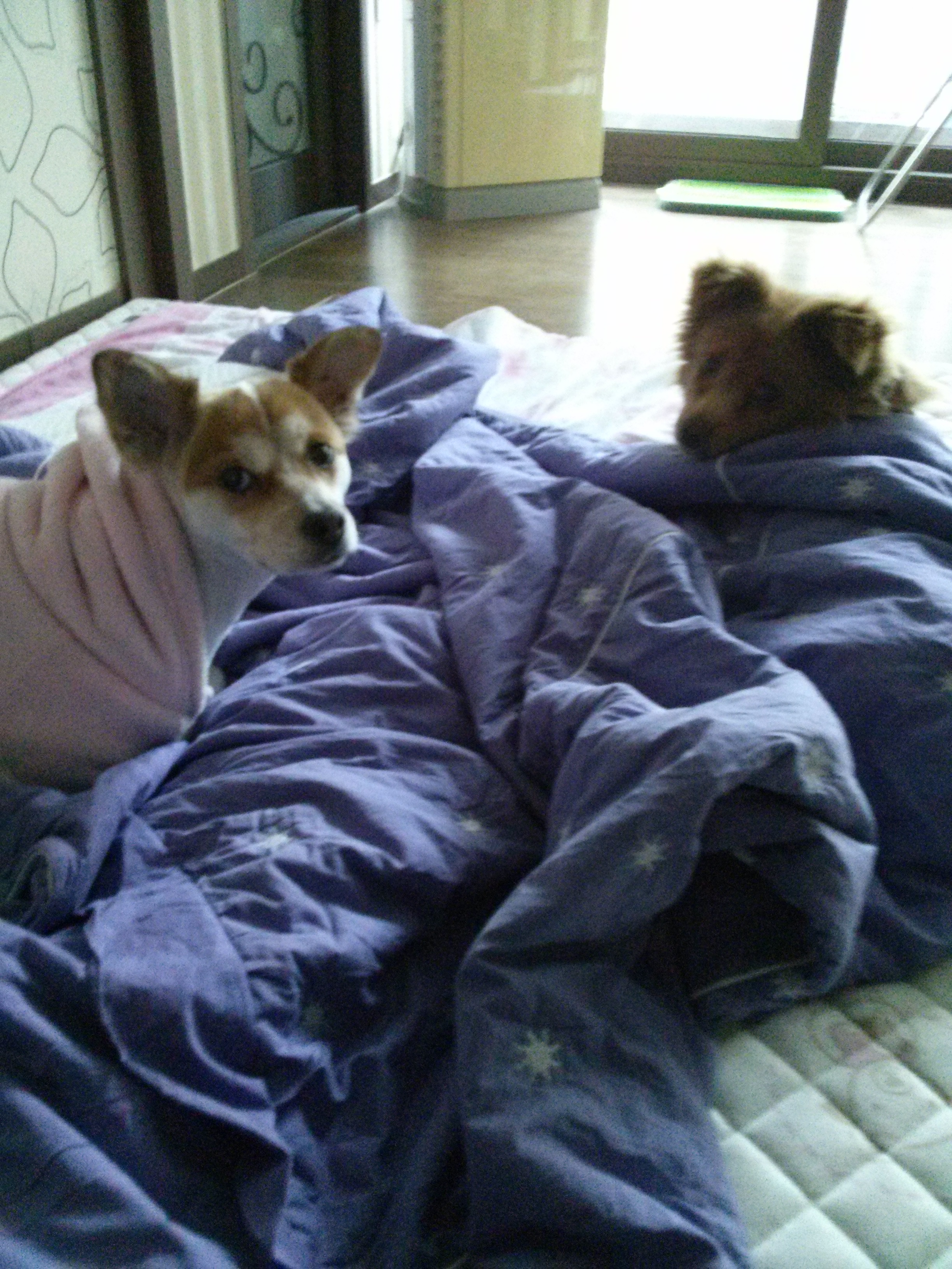 아주 오랜만에 들른 뚱순이 딸 ,,아지입니다 ^^