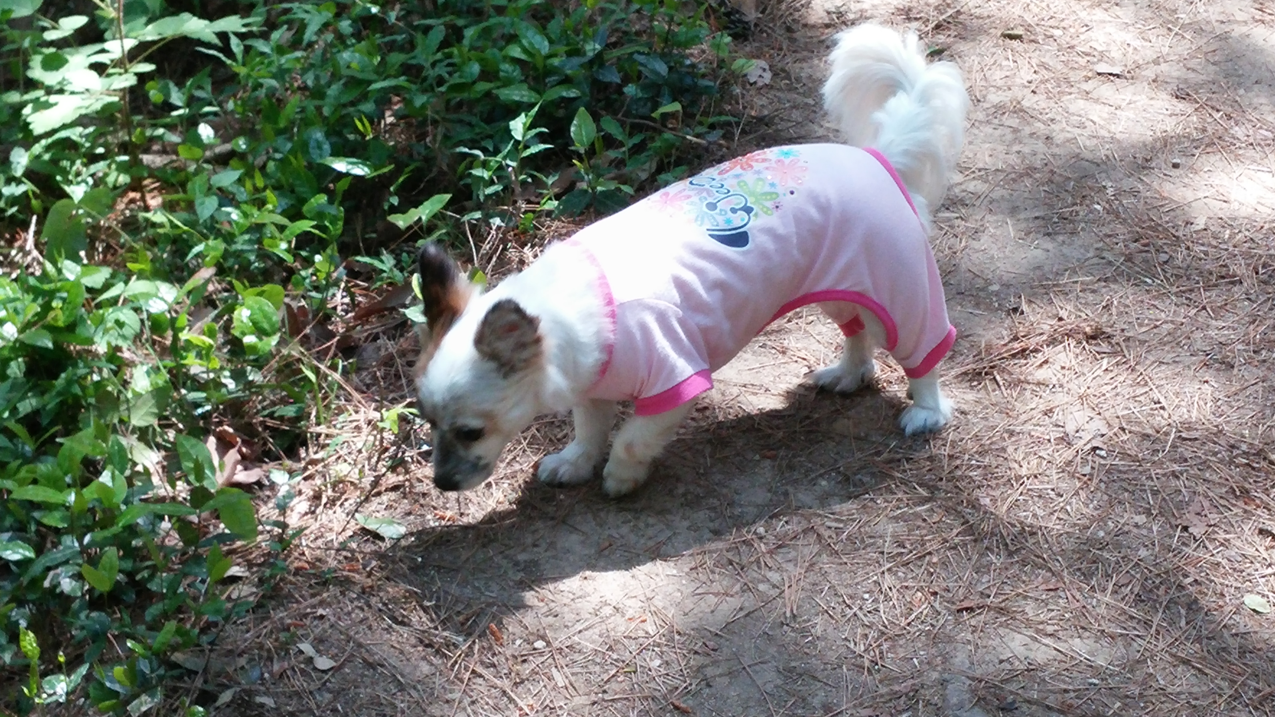 수라가 살이 좀 쪄서 열심히 운동시키고 있어요