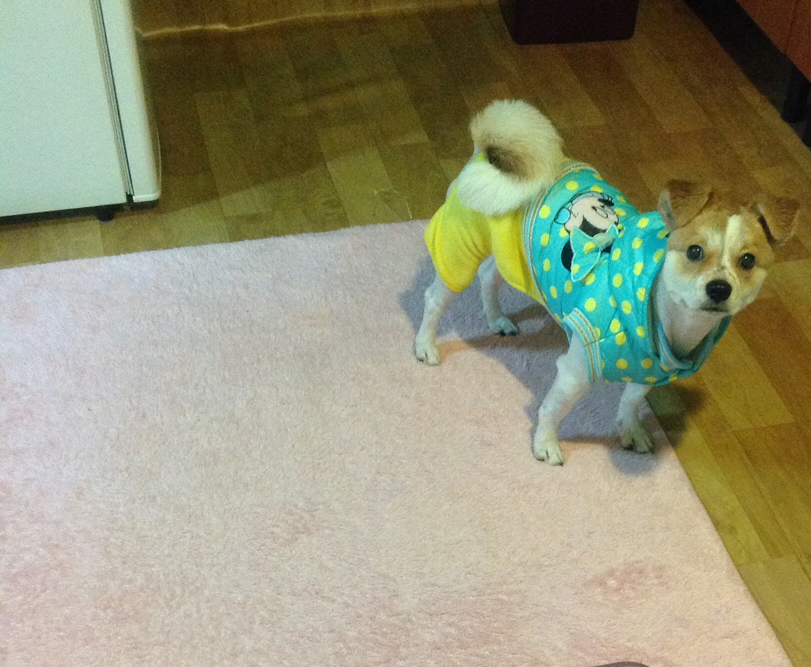 돼지 왔어용!! :)