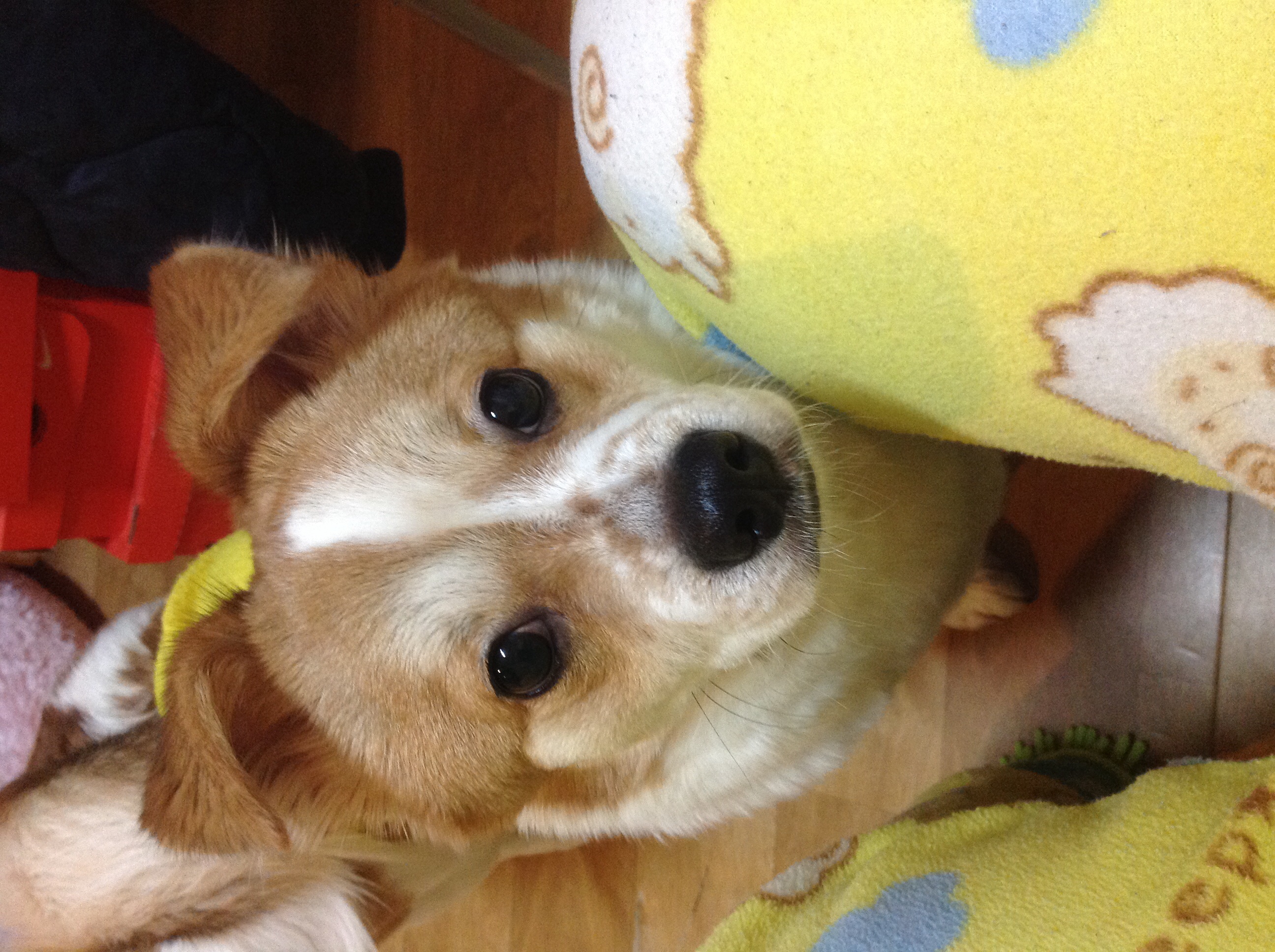 돼지 왔어용!! :)