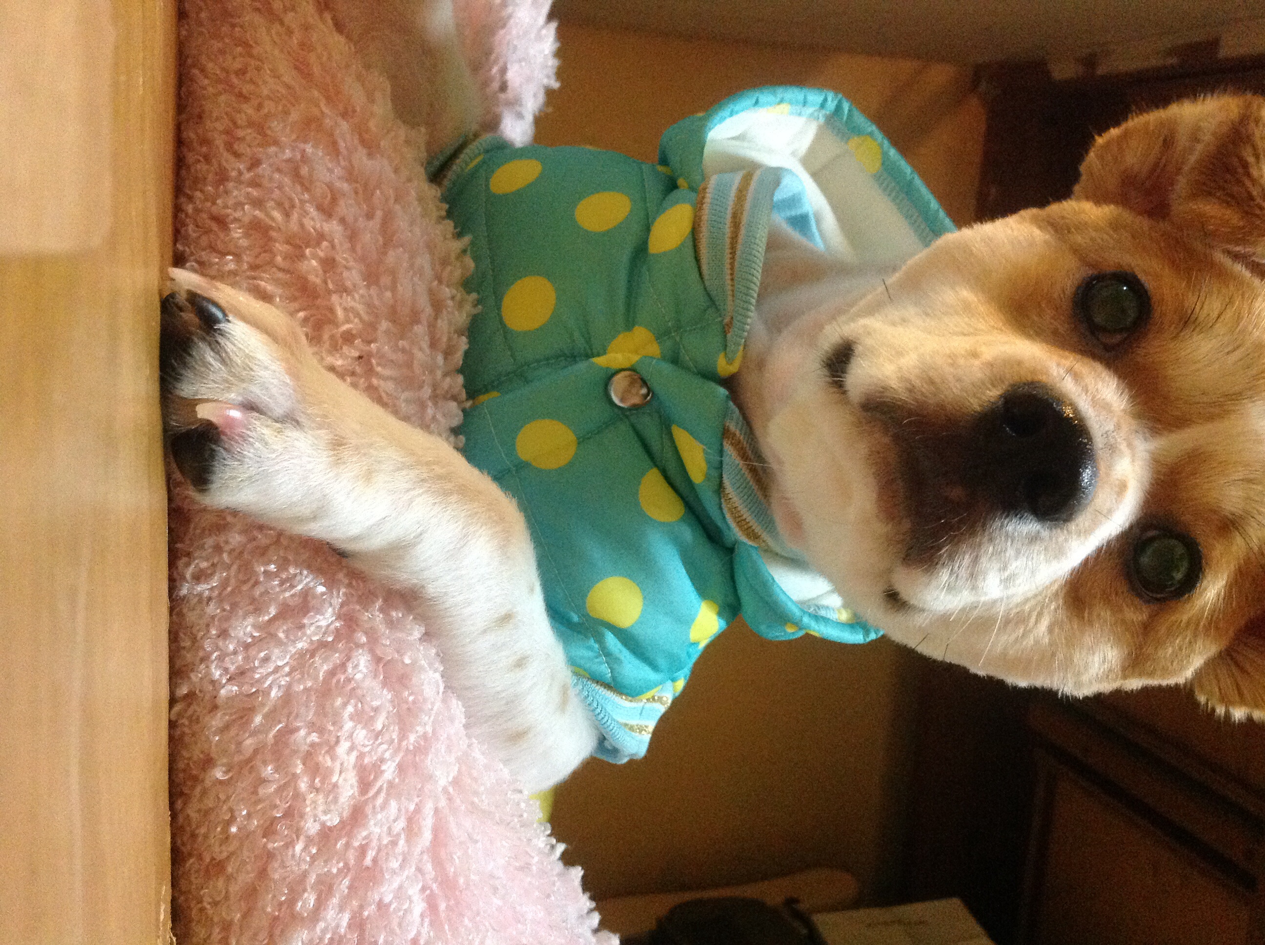 돼지 왔어용!! :)