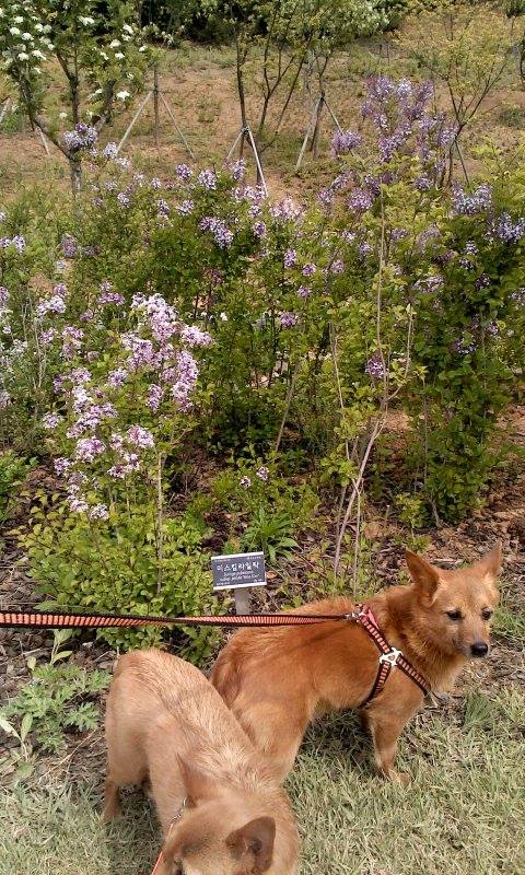 우리 태양이, 담비를 잠시 돌보아 주실 분을 찾습니다