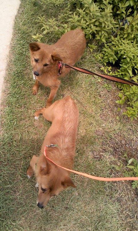 우리 태양이, 담비를 잠시 돌보아 주실 분을 찾습니다