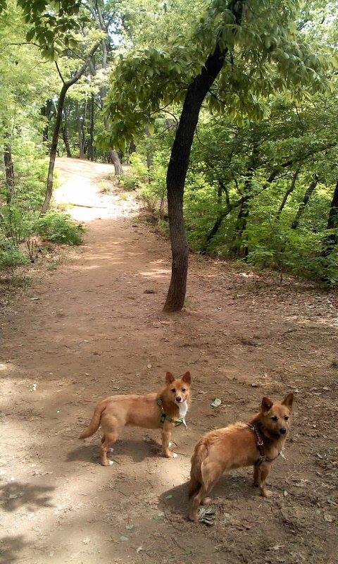 우리 태양이, 담비를 잠시 돌보아 주실 분을 찾습니다