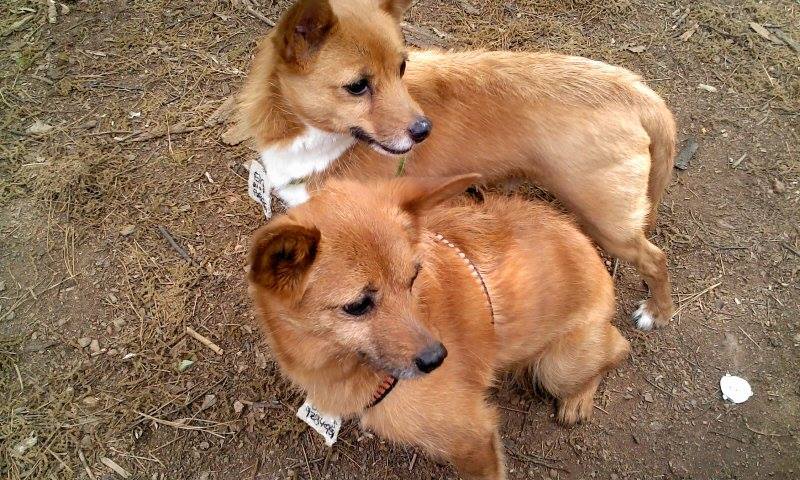 우리 태양이, 담비를 잠시 돌보아 주실 분을 찾습니다