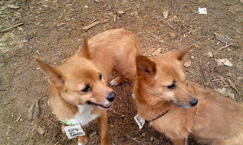 우리 태양이, 담비를 잠시 돌보아 주실 분을 찾습니다