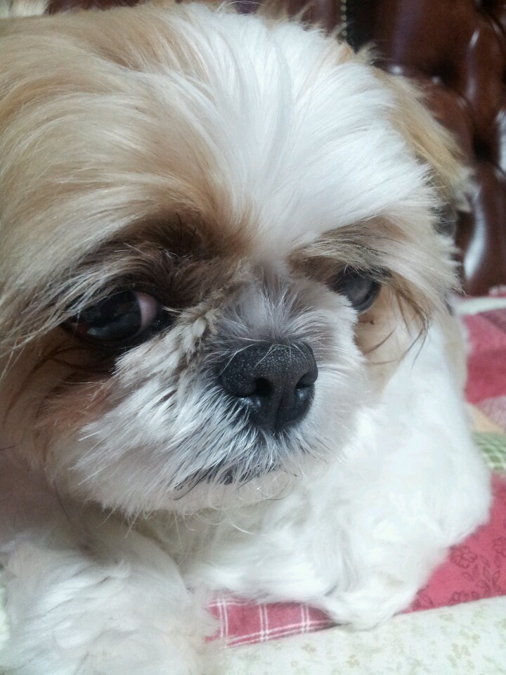 사랑을 빼앗겨 너무도 슬픈 모모