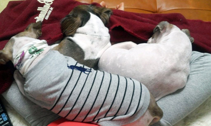 산책으로 하나되는 처키와 형아와 막댕이 