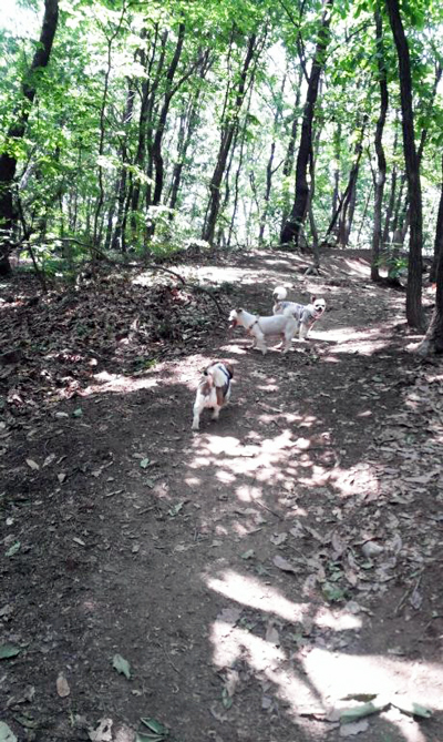 산책으로 하나되는 처키와 형아와 막댕이 