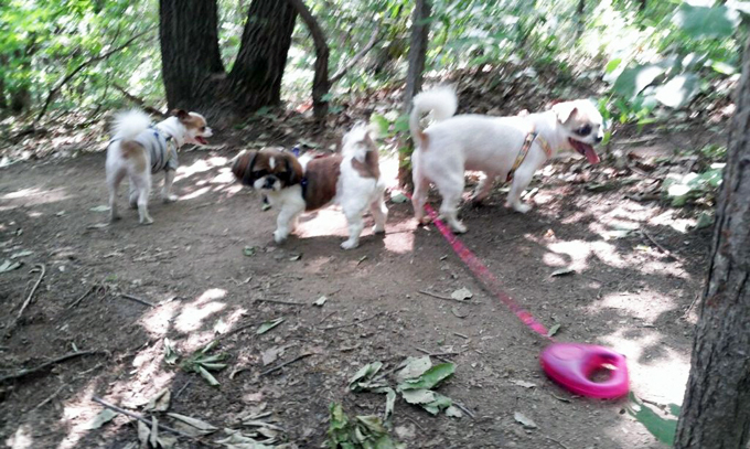 산책으로 하나되는 처키와 형아와 막댕이 