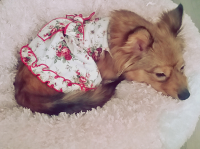 돼지 우리 콩형제와 6남매 김치참치 근황이에요~