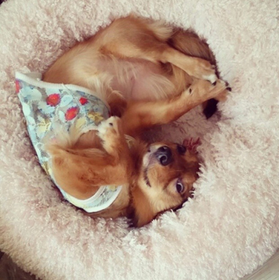 돼지 우리 콩형제와 6남매 김치참치 근황이에요~