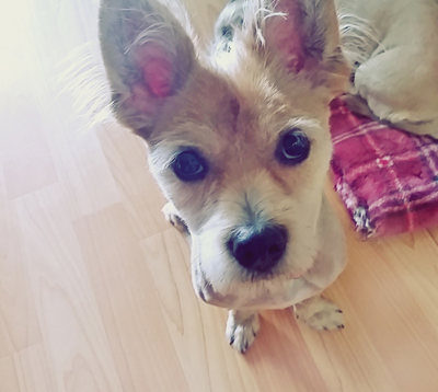 돼지 우리 콩형제와 6남매 김치참치 근황이에요~