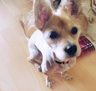 돼지 우리 콩형제와 6남매 김치참치 근황이에요~