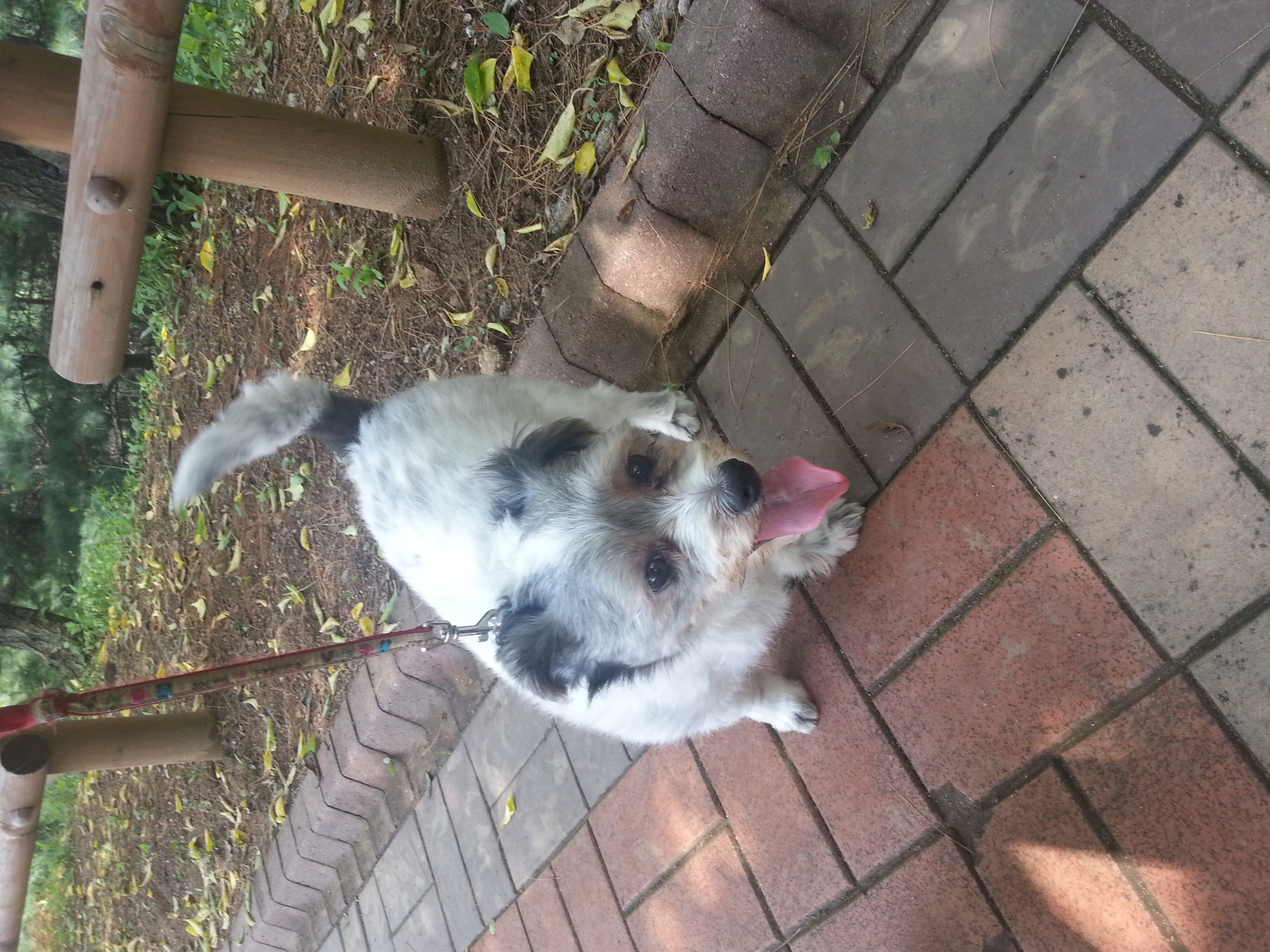 말썽쟁이득이..덕분에 또 이사했어요