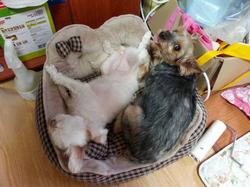 최근의 럭키와 임보견 샤넬+설이...