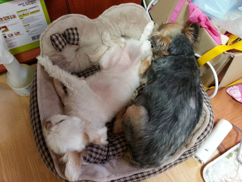 최근의 럭키와 임보견 샤넬+설이...