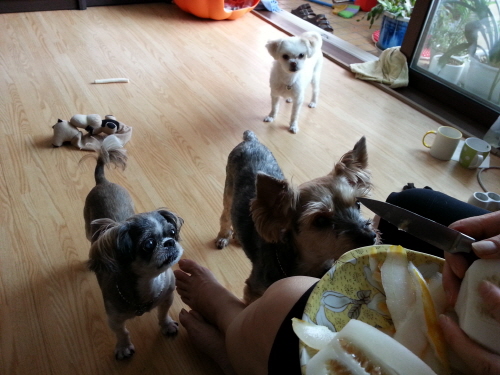 최근의 럭키와 임보견 샤넬+설이...