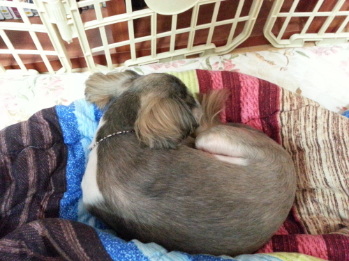 최근의 럭키와 임보견 샤넬+설이...