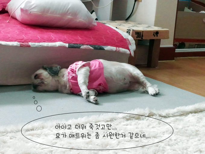 무더운 여름날 왕누니의 피서법....