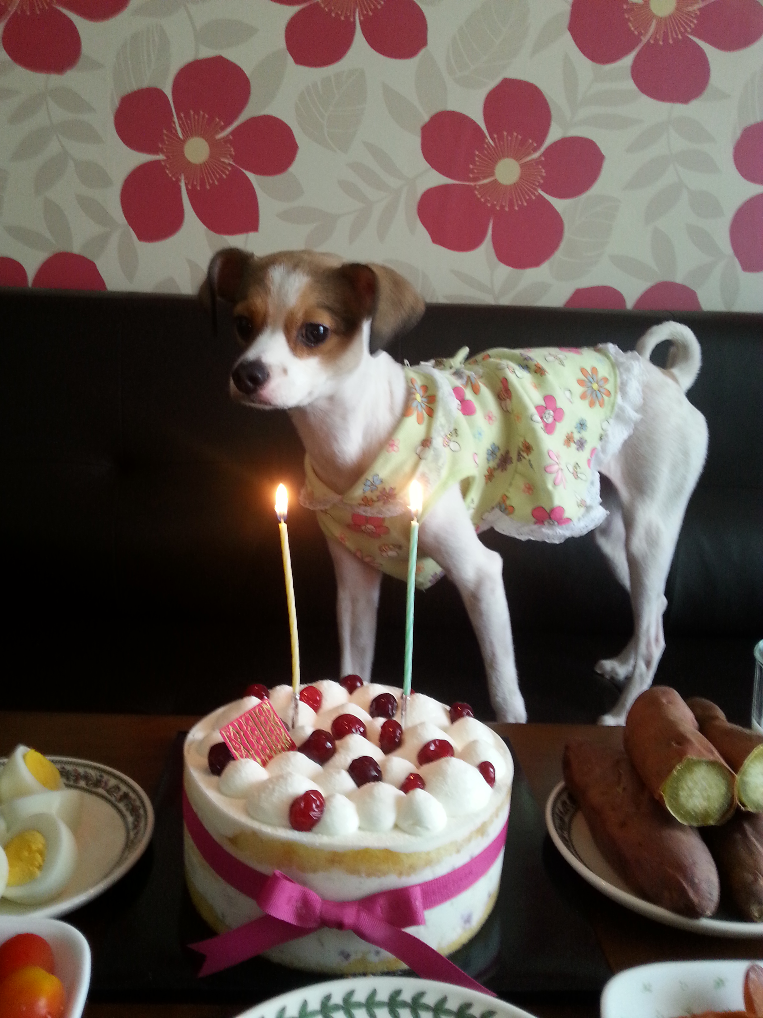 다복이 두번째 생일입니다.^^