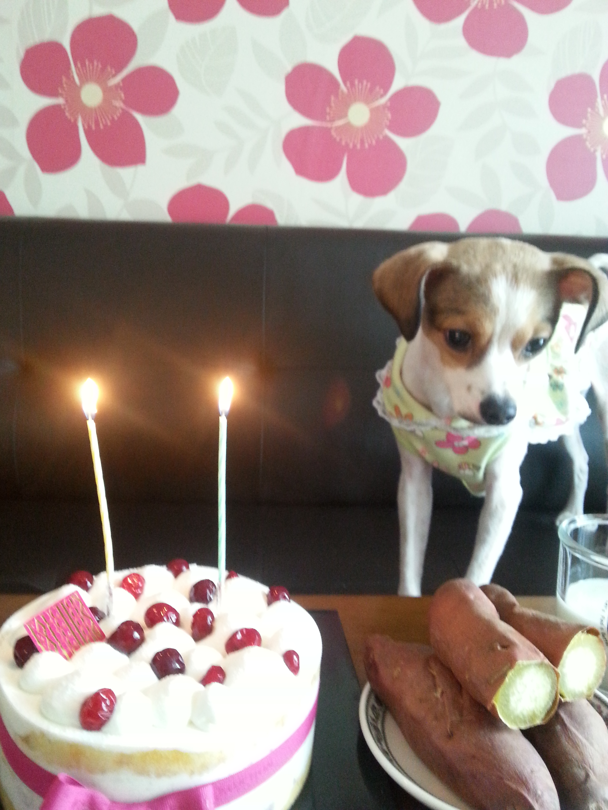 다복이 두번째 생일입니다.^^